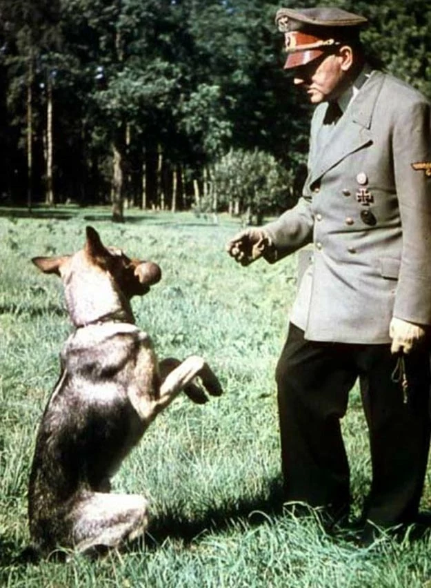 Adolf Hitler ze swoim owczarkiem alzackim Blondi