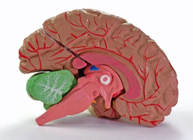 Mózg kryje jeszcze niejedną tajemnicę
