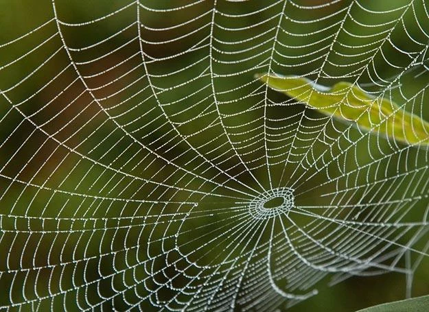 Pajęczyna może być czterokrotnie mocniejsza niż Kevlar