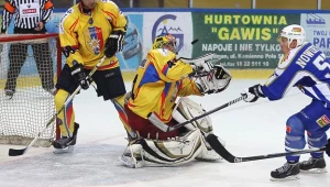 Hokeiści MMKS Podhale Nowy Targ (w żółtych koszulkach) fot: Tadeusz Bącal