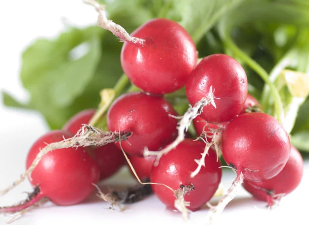 Nowalijki nie powinny zbyt często gościć na naszych stołach Nowalijki nie powinny zbyt często gościć na naszych stołach