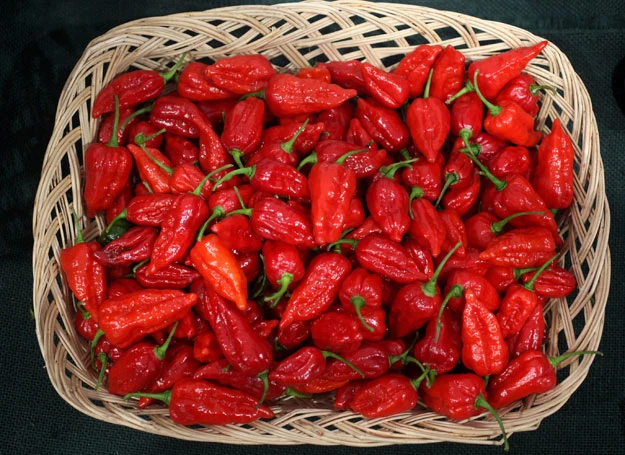 Papryka chili pomaga chronić serce Papryka chili pomaga chronić serce