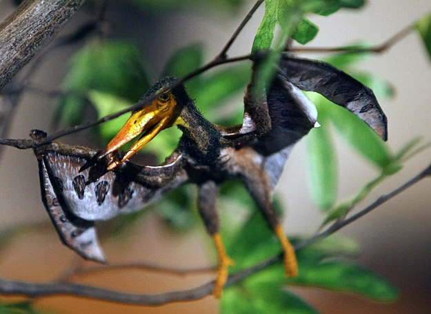 Być może ropen jest krewnym maleńkiego Nemicolopterusa Crypticusa, którego szkielet znaleziono w Chinach