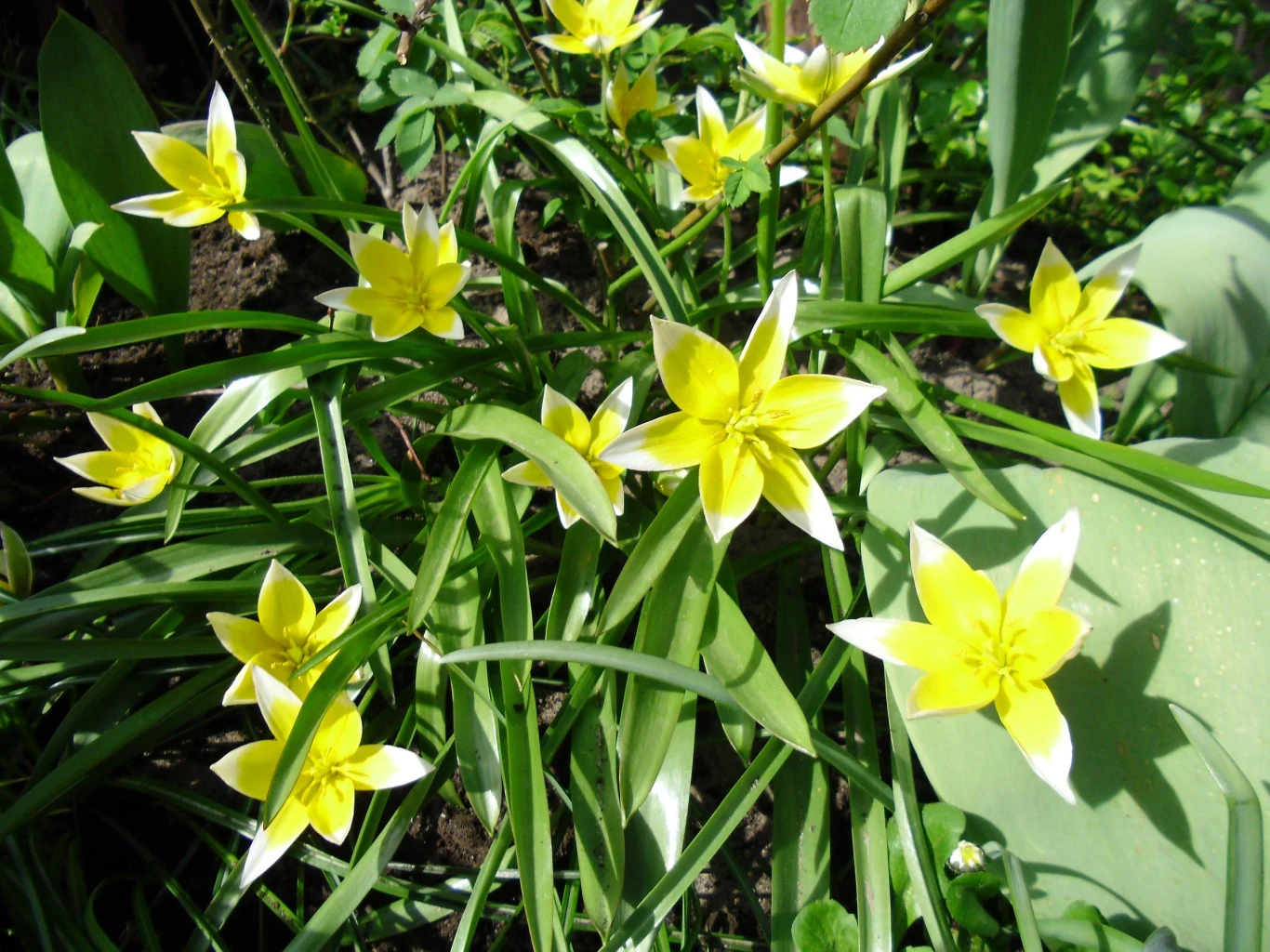 Malutkie słoneczka. Malutkie słoneczka.