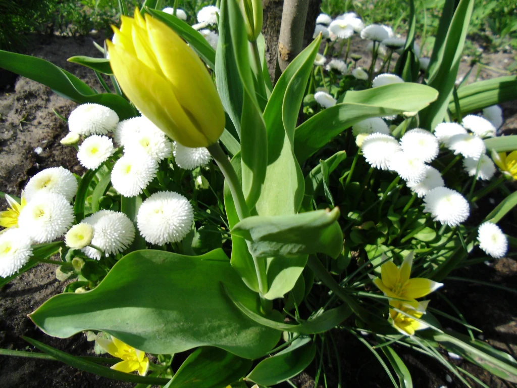 "Rodzynek" wśród stokrotek. "Rodzynek" wśród stokrotek.