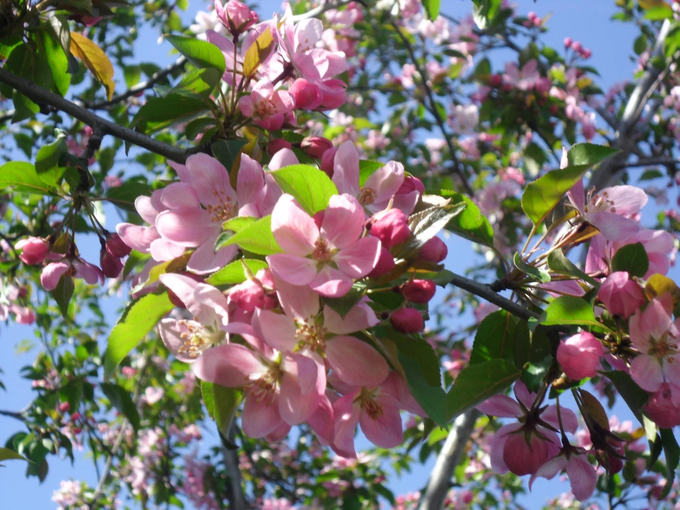 Gałązka z rajskiej jabłoneczki. Gałązka z rajskiej jabłoneczki.
