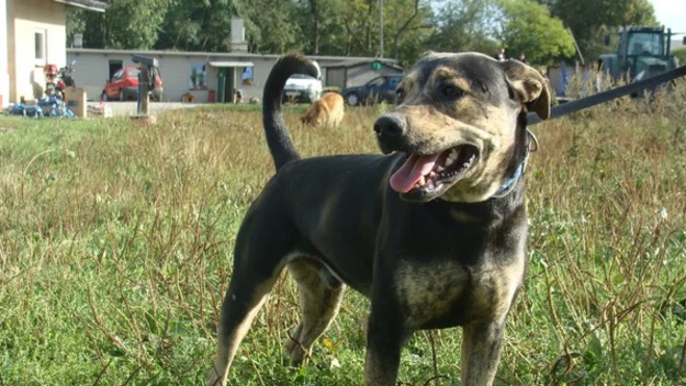 Toro to młody 2 letni psiak, mix amstaffa, który trafił do schroniska po śmierci właściciela. To sympatyczny, spokojny i zrównoważony pies. 
Zachowuje czystość w pomieszczeniach. Na początku troszkę nieufny, ale szybko się przekonuje i dopomina się pieszczot. Bardzo szczęśliwy jest na spacerach. Lubi się bawić. Będzie wspaniałym i wiernym przyjacielem na długie lata. Szukamy domu bez innych zwierząt, ewentualnie z suczką. 
Jest wykastrowany.
