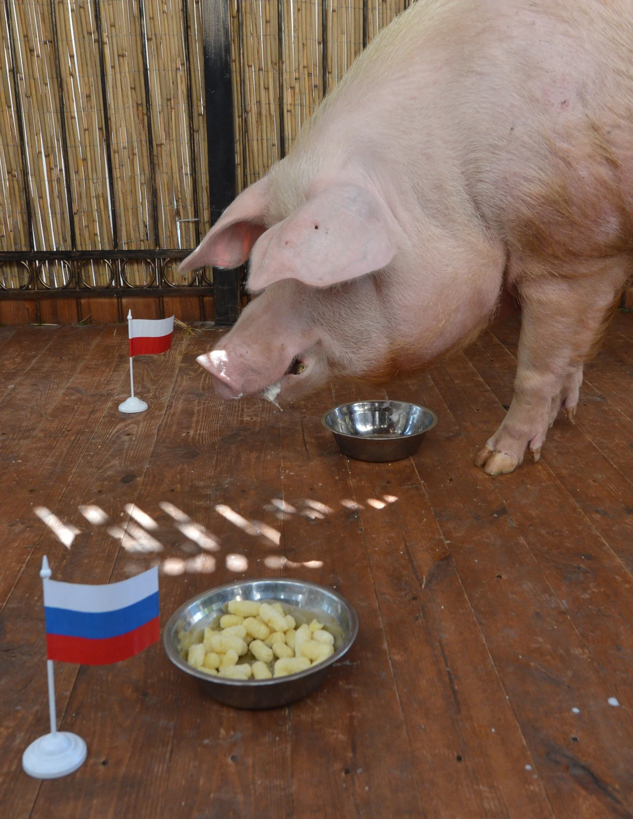 U nas wyniki typuje słonica Citta, a na Ukrainie prosiak Funtik z Kijowa U nas wyniki typuje słonica Citta, a na Ukrainie prosiak Funtik z Kijowa