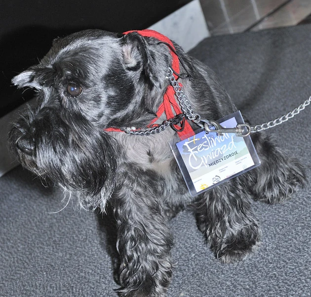 Dżek - pies Zofii Czerwińskiej nazywany przez Gadomskiego "psychopatą" i "agresorem" Dżek - pies Zofii Czerwińskiej nazywany przez Gadomskiego "psychopatą" i "agresorem"