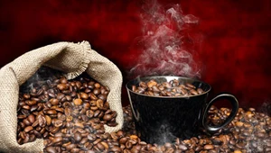 Kopi luwak: Najdroższa kawa świata. Z odchodów!