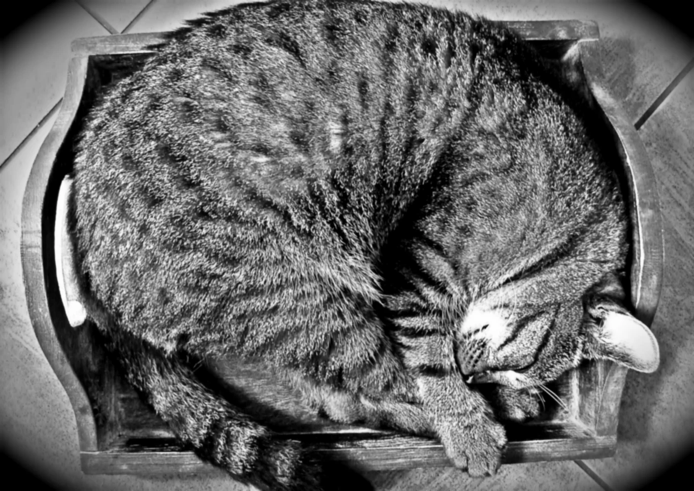 LEO -♌ -" DANIE GŁÓWNE "