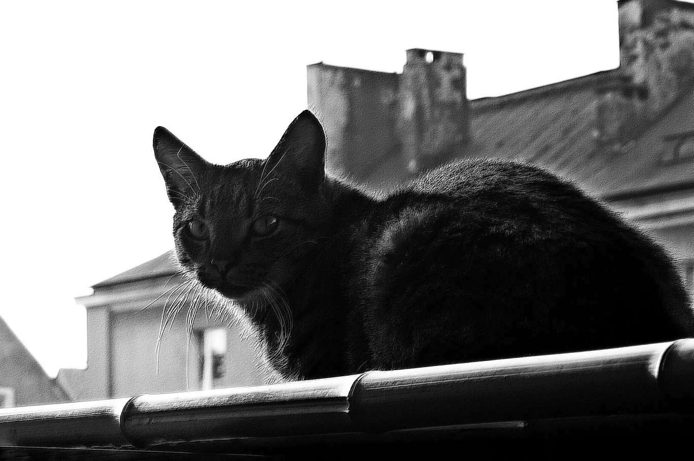 DZWONIEC DACHOWIEC;)
kto wcześnie wstaje temu ptaszki śpiewają...