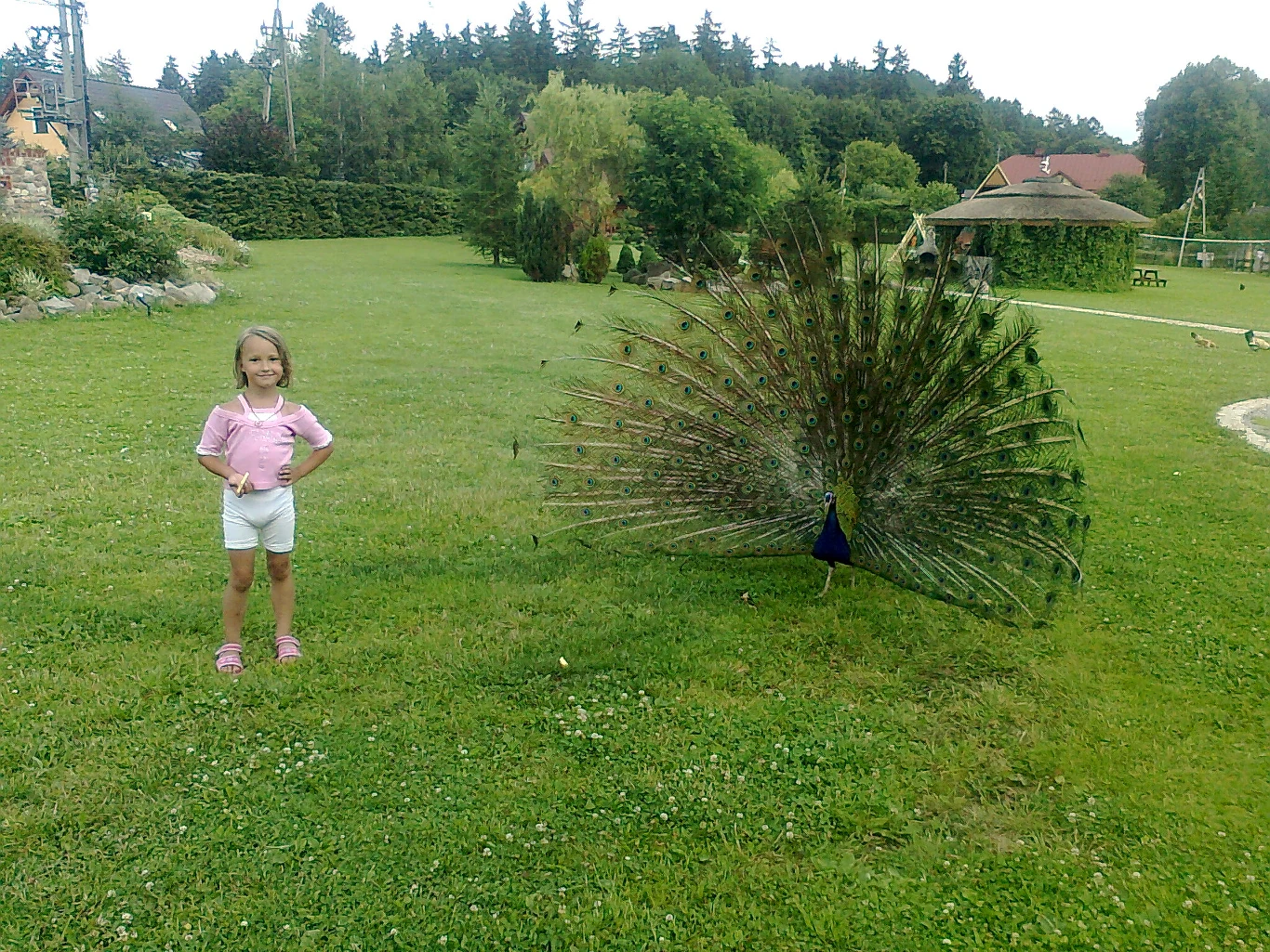 Kudowa Zdrój i spotkanie "oko w oko" z pawiem Kudowa Zdrój i spotkanie "oko w oko" z pawiem