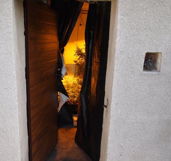 Plantacja pod Śremem należała do rzekomego pszczelarza