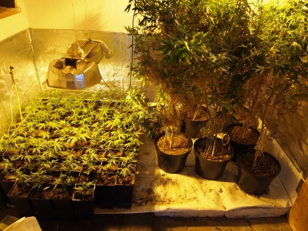 Plantacja pod Śremem należała do rzekomego pszczelarza