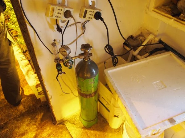 Plantacja pod Śremem należała do rzekomego pszczelarza