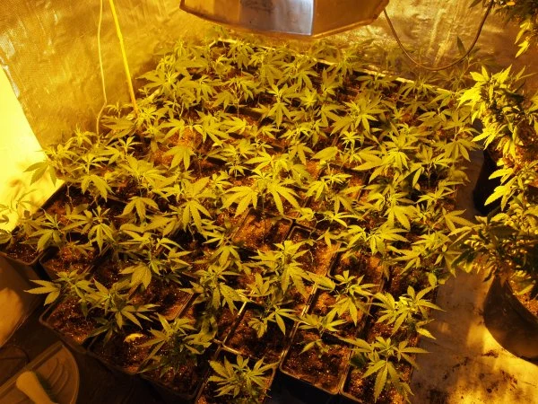 Plantacja pod Śremem należała do rzekomego pszczelarza