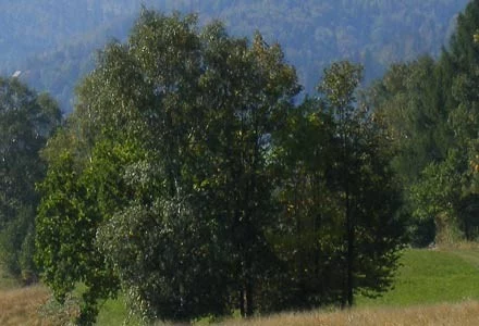 Fragment tego samego zdjęcia w powiększeniu