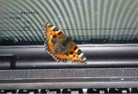 Lindsay McDougall Lindsay McDougall