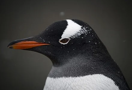 Botnet działający pod kontrolą Linuksa został stworzony przez robaka psyb0t Botnet działający pod kontrolą Linuksa został stworzony przez robaka psyb0t