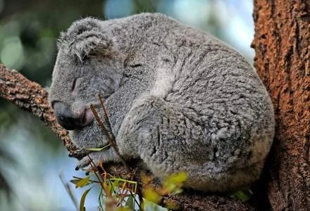 Podstawą systemu Karmic Koala jest jądro Linux 2.6.31 Podstawą systemu Karmic Koala jest jądro Linux 2.6.31