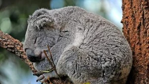 Podstawą systemu Karmic Koala jest jądro Linux 2.6.31