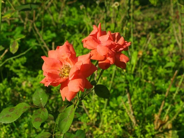 Zdjęcie w trybie "naturalne barwy"