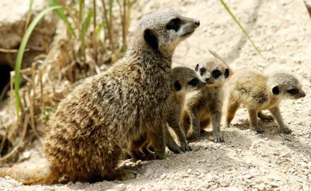 Ubuntu 10.10 otrzymało kodową nazwę Maverick Meerkat, czyli Niezależna Surykatka