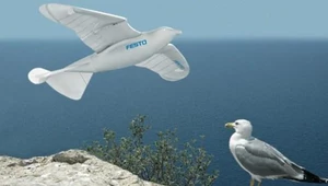 SmartBird - robot wzorowany na mewie srebrzystej