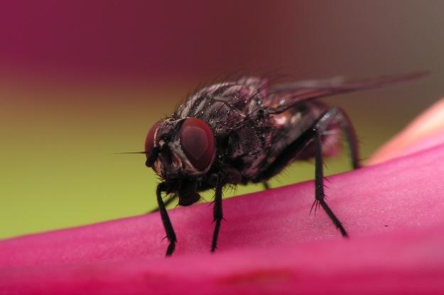 Owady-cyborgi mogą znaleźć bardzo wiele cywilnych zastosowań