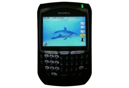 Delfiny i BlackBerry