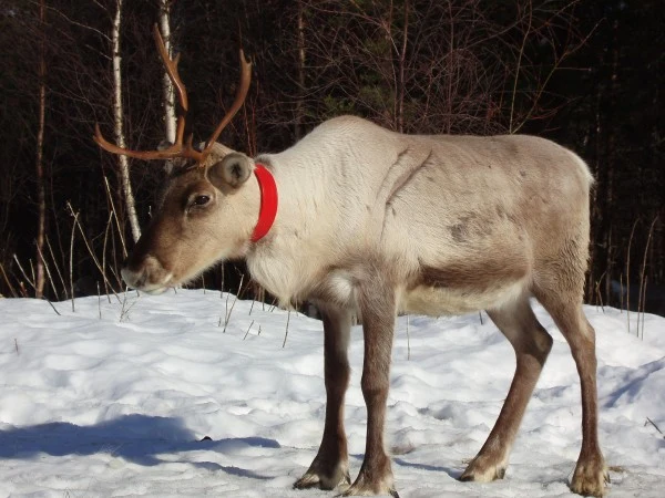 Renifer - obok telefonu komórkowego, podstawowa wizytówka Finlandii