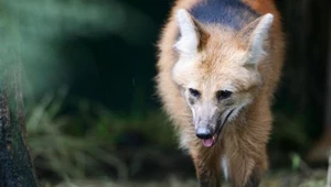 Brazylia będzie klonować zwierzęta