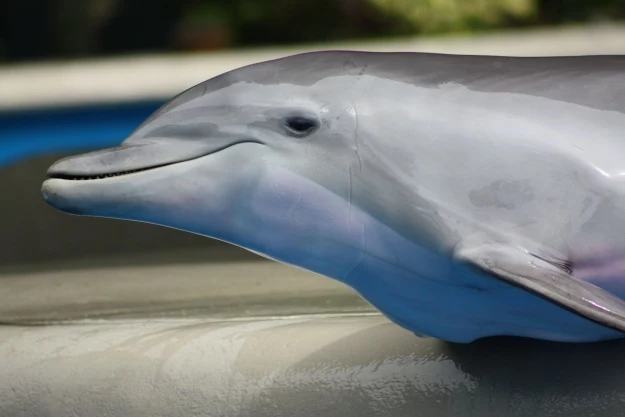 Stado delfinów zwróciło uwagę ekipy ratunkowej, jednocześnie ratując życie 24-latka