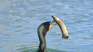 Kormoran z aparatem fotograficznym na szyi