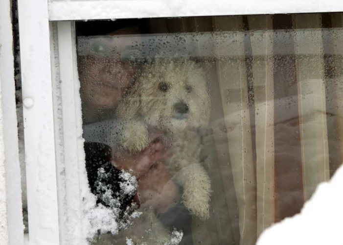 Kobieta z psem ogląda opady śniegu przez okno (Zagrzeb, Chorwacja) Kobieta z psem ogląda opady śniegu przez okno (Zagrzeb, Chorwacja)