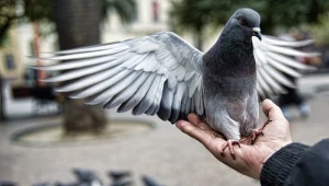 To ptak? Nie. To samolot? Też nie. To... super gołąb!