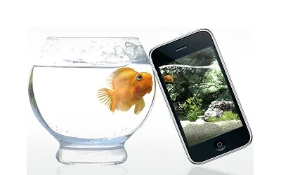 Złote rybki lubią jabłuszka Złote rybki lubią jabłuszka