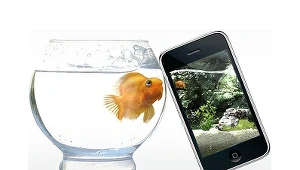 Złote rybki lubią jabłuszka