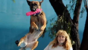 Australijskie psy niczym kangury skakają z radości do góry