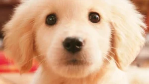 Nintendogs + Cats: Golden Retriever & New Friends - fragment okładki z gry