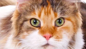 The Sims 3: Zwierzaki - zdjęcie promocyjne