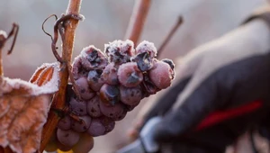 Wino lodowe dla koneserów