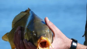 Naukowcy ze Szczecina wymyślili chipsy z karpia