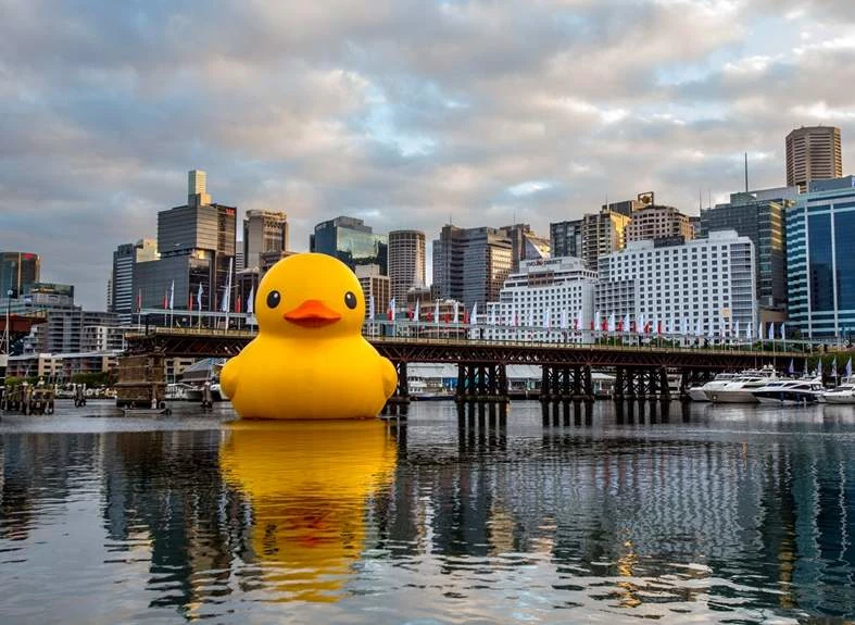 15-metrowa kaczka jak gdyby nigdy nic wpłynęła do portu w Sydney