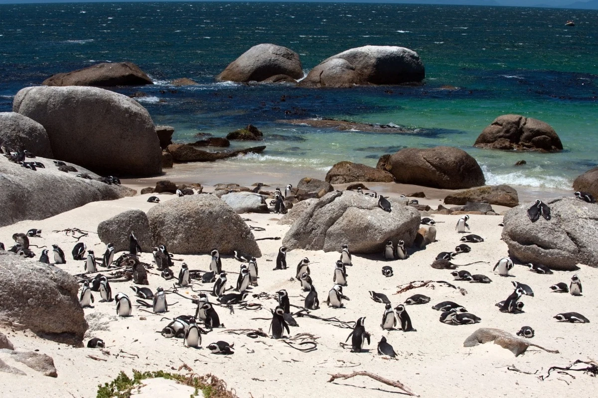 Pingwiny nazywane są tu jackass penguins ze względu na wydawane przez nie dźwięki podobne do oślich. Na zdjęciu Boulders Beach Pingwiny nazywane są tu jackass penguins ze względu na wydawane przez nie dźwięki podobne do oślich. Na zdjęciu Boulders Beach