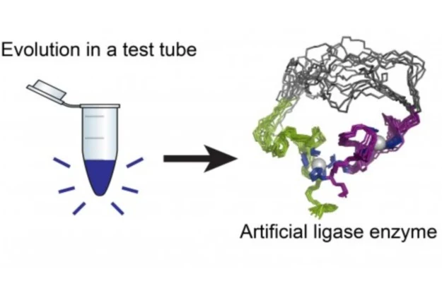 Naukowcy stworzyli pierwszą ligazę RNA powstałą w losowy sposób