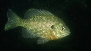 Wyspecjalizowany "sprzęt" do walki z terroryzmem