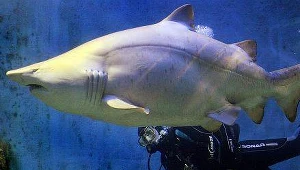 Rekin piaskowy w akwarium w Melbourne