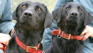 Dobra pamięć psów została udowodniona